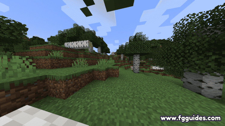 Birch Forest Clearing